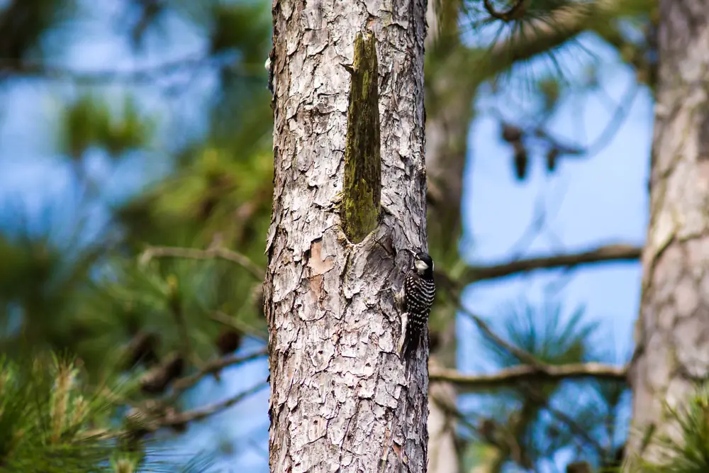 A red-cockaded woodpecker clinging to the trunk of a pine tree.