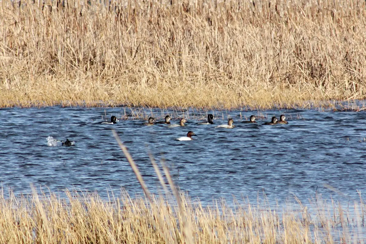 A small raft of canvasback ducks, white-backed drakes and grayer hens, swimming on choppy blue water between bands of tan marsh grass.