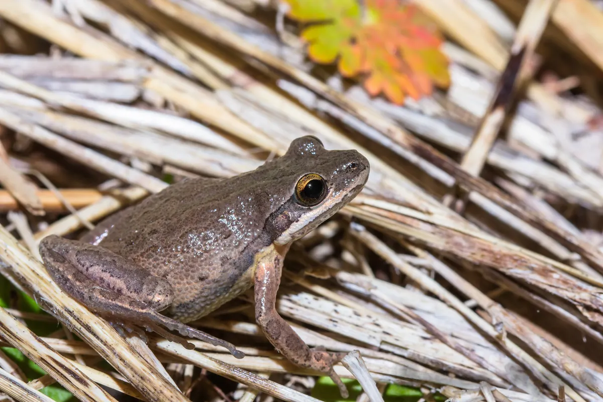 A small brown frog with darker stripes, a pale lip line and a gold-rimmed eye sitting on flattened dry grass stems.