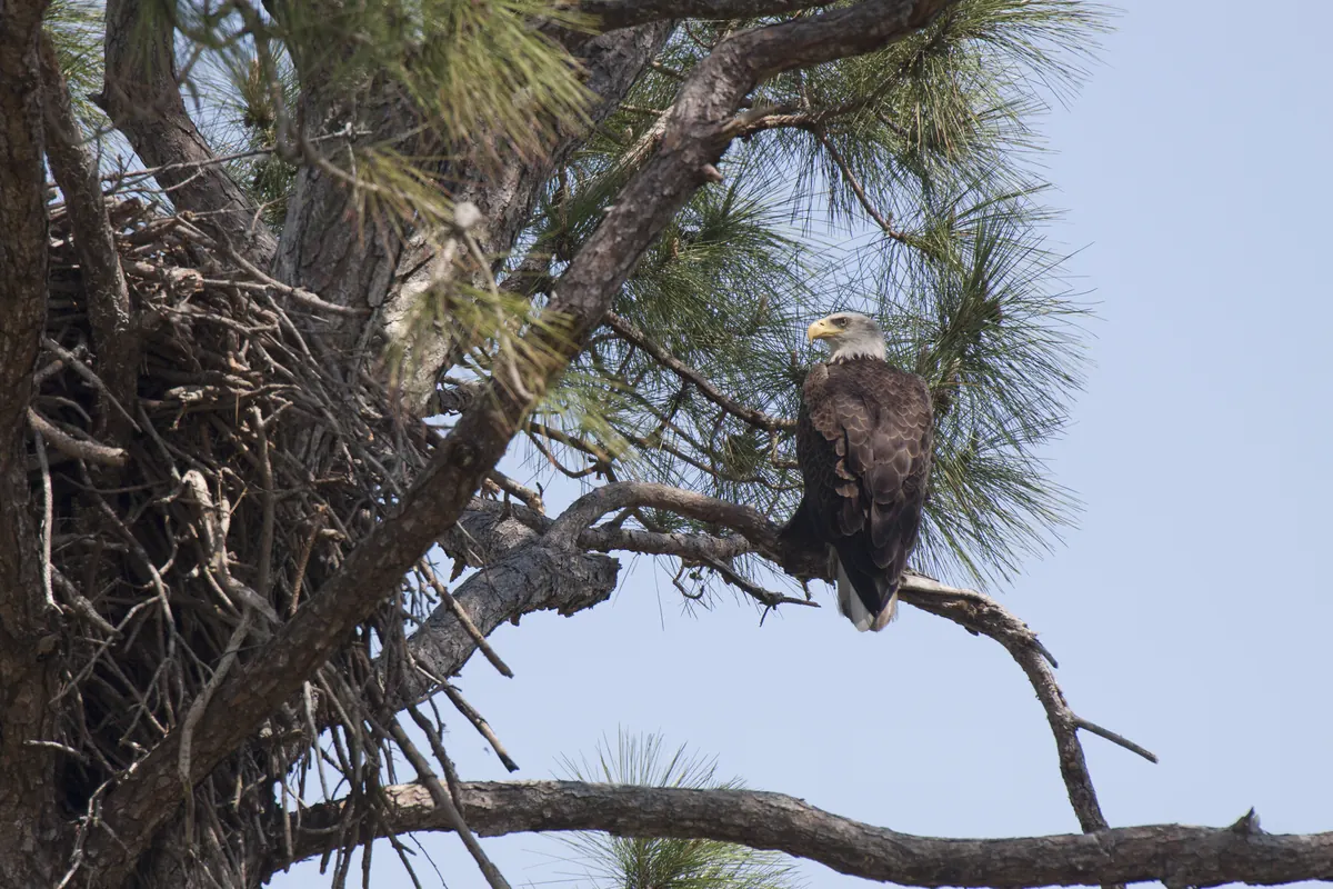 An adult bald eagle perched on a pine branch beside its large stick nest, against a pale blue sky.