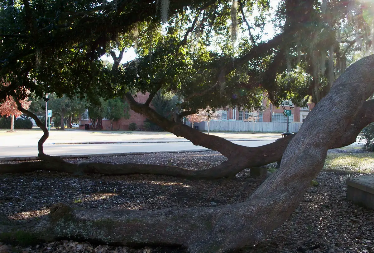 The low, sprawling limbs of a huge old live oak reaching nearly to the ground, its evergreen canopy hung with Spanish moss.
