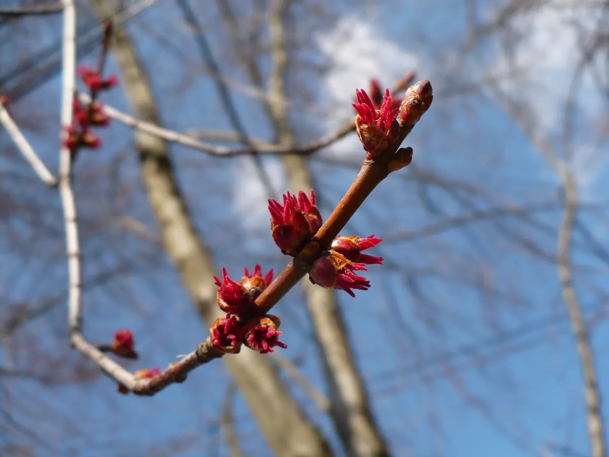 A red maple twig against a blue sky, studded with small clusters of bright red flowers, with bare gray trunks and branches behind.