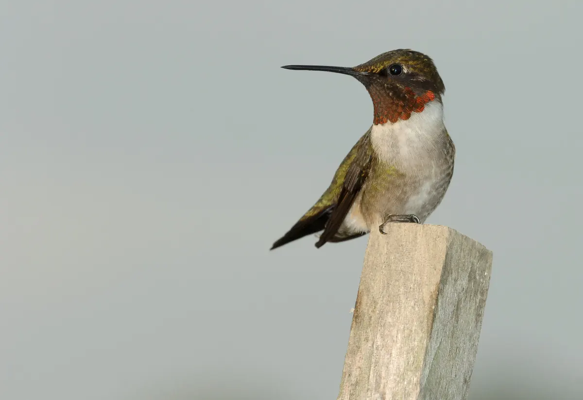 A small hummingbird with a green back, white chest and glinting red throat perched on top of a weathered wooden stake.