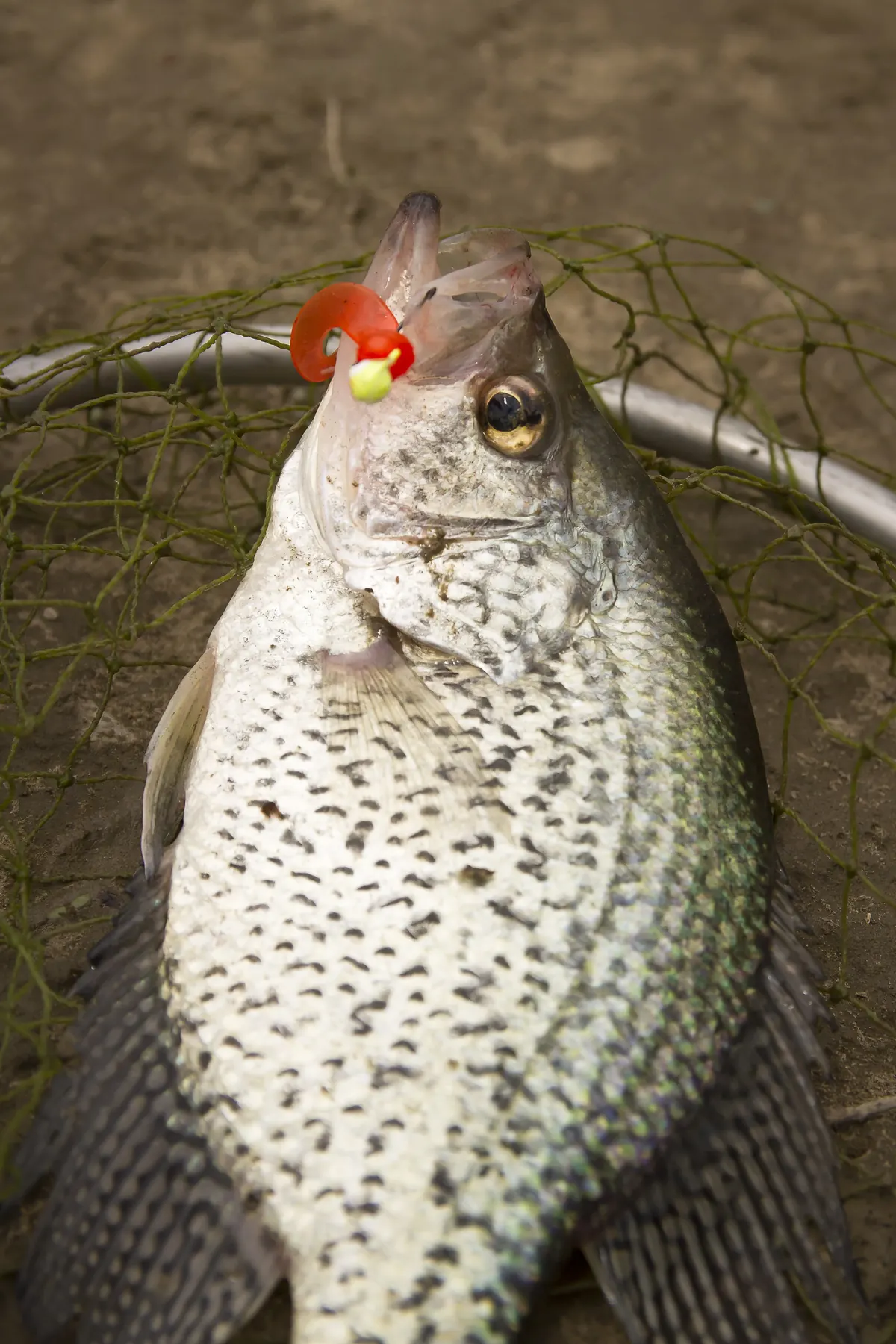 A silvery black crappie speckled with dark spots lying in a green landing net on bare ground, a red twister-tail jig still in its mouth.