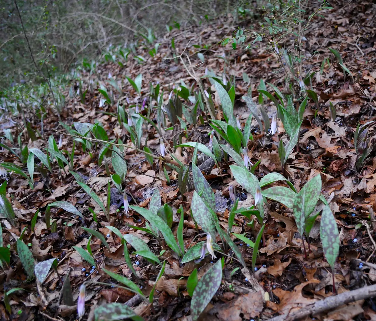 A woodland slope carpeted with brown oak leaves and dozens of maroon-mottled leaves, with small nodding white flowers among them.