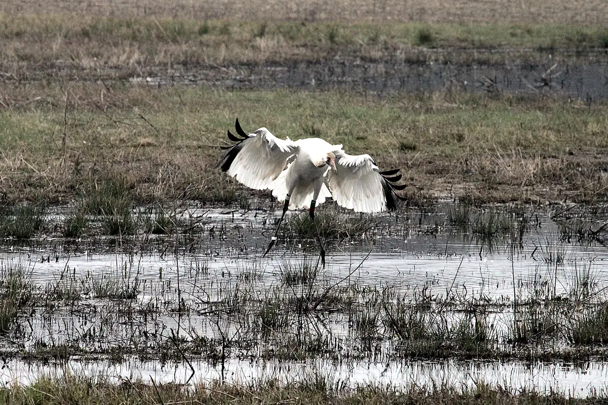 A white whooping crane with black wing tips landing with wings spread in shallow water among winter-brown marsh grass.