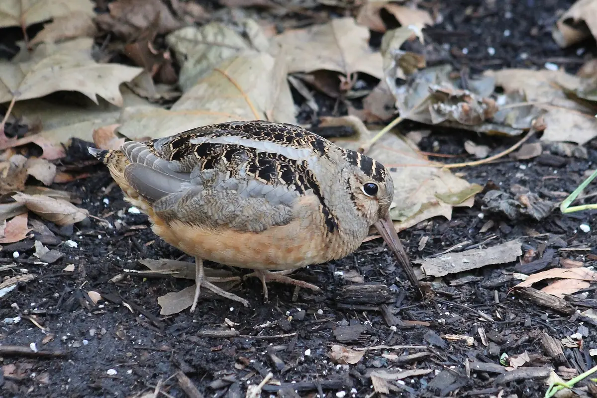 A plump, long-billed brown woodcock with a barred back and dark eye standing on dark soil among fallen dry leaves.