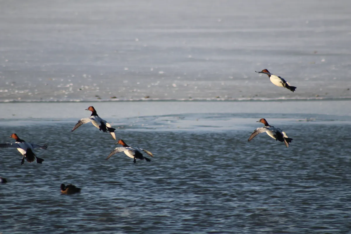 Several canvasback drakes with rust-red heads and white backs gliding in to land on open water beside a sheet of ice.