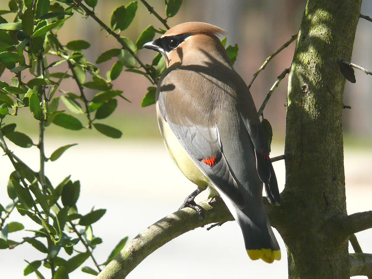 A sleek gray-brown cedar waxwing with a black mask, short crest and yellow-tipped tail perched in a holly tree.