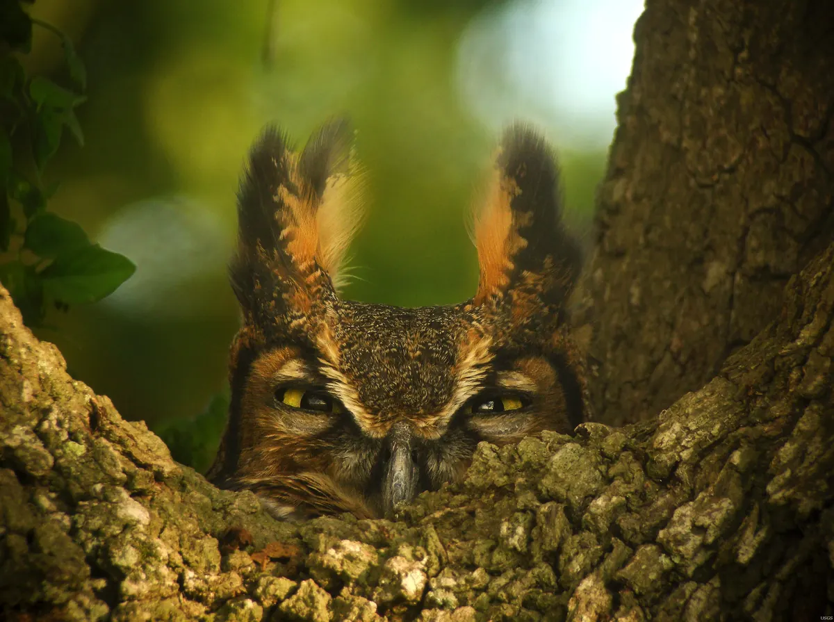 A great horned owl with orange-tinged ear tufts and yellow eyes looking out from a nest in a mossy tree fork.