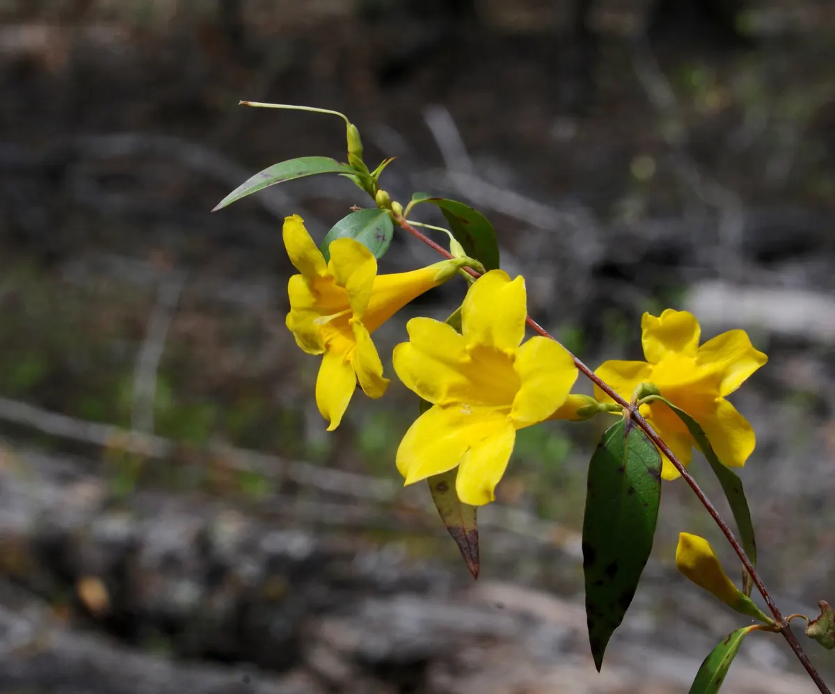 Bright yellow trumpet-shaped flowers and narrow green leaves on a slender vine against a dim woodland floor.