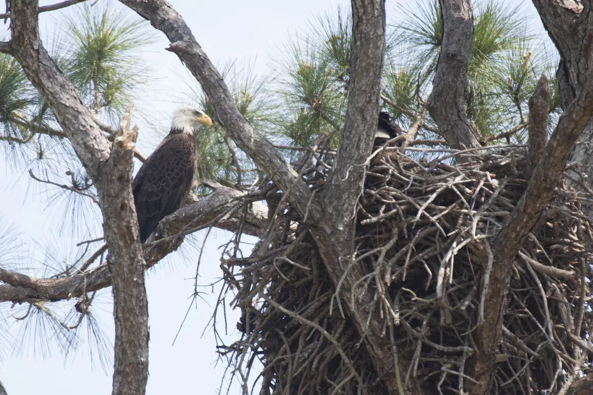 An adult bald eagle perched on a pine limb beside a big stick nest, with a second eagle's head just visible in the nest.