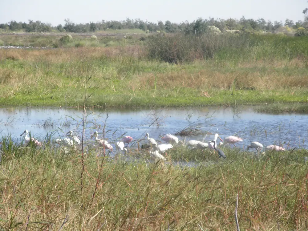 A flock of pink and white roseate spoonbills wading in a shallow marsh pool with grass in front