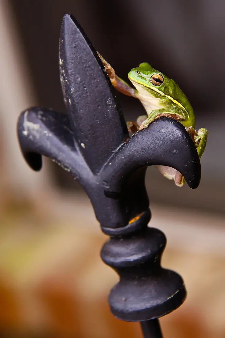 A small green treefrog with a golden eye clinging to an iron fleur-de-lis on a fence