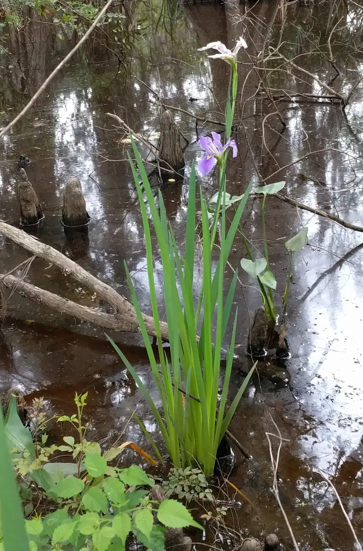 A giant blue iris with violet flowers rising on tall green leaves from dark swamp water among cypress knees