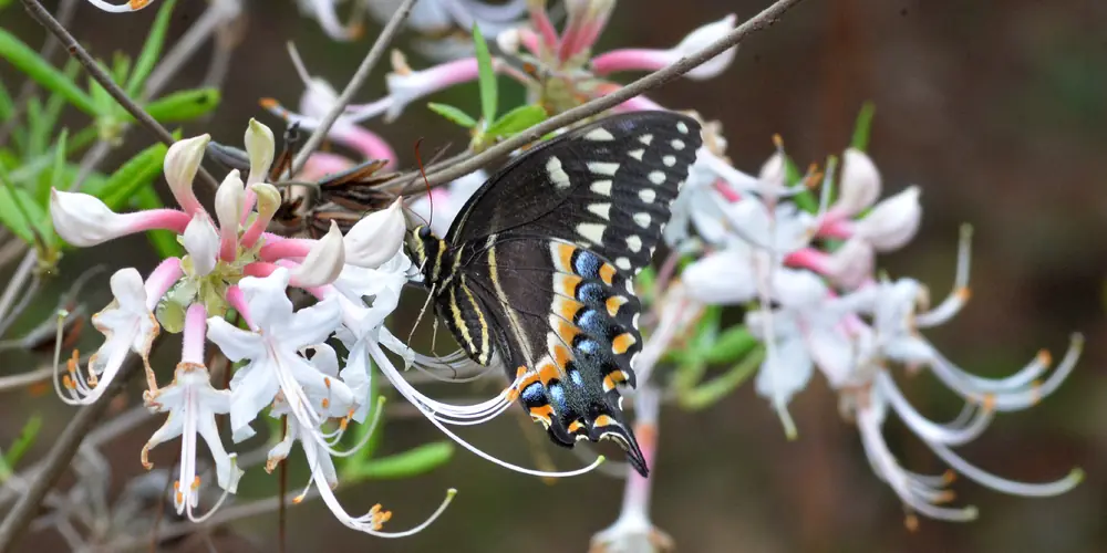 A dark swallowtail butterfly feeding on pale pink and white hoary azalea flowers with long curling stamens