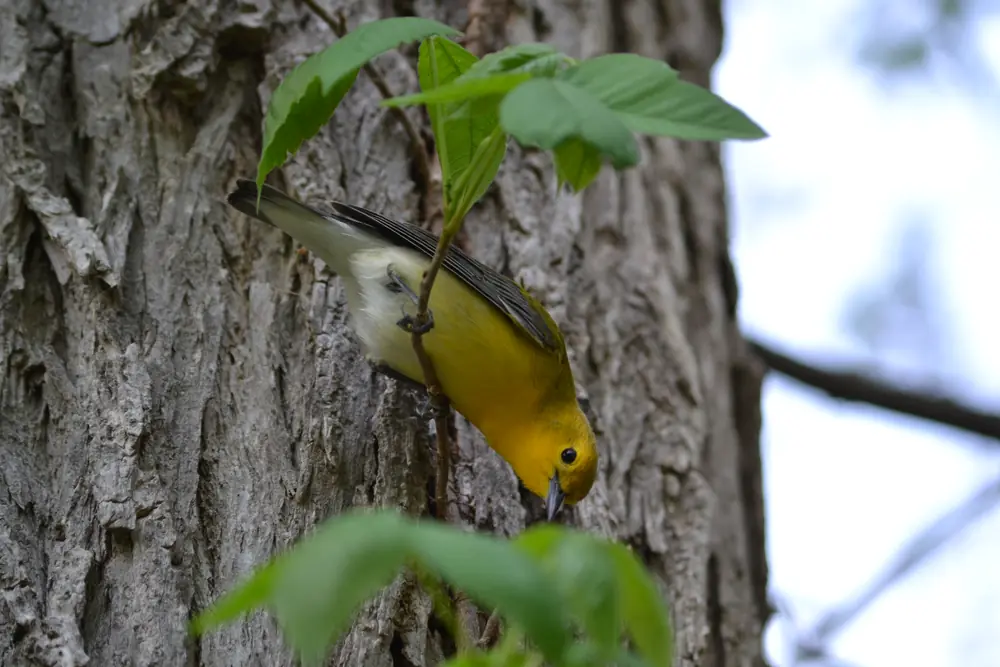 A bright golden-yellow prothonotary warbler clinging head-down to a tree trunk beside fresh green leaves