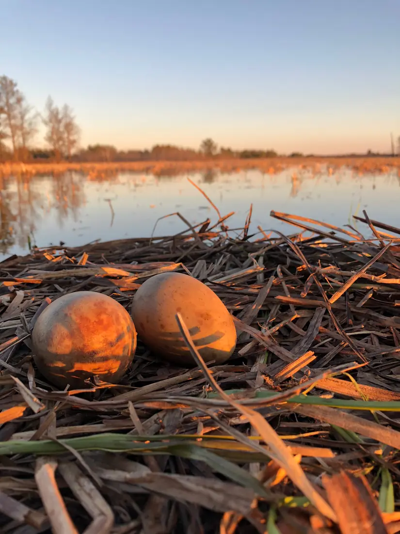 Two brown whooping crane eggs lying on a mound of trampled marsh grass beside shallow water at sunrise