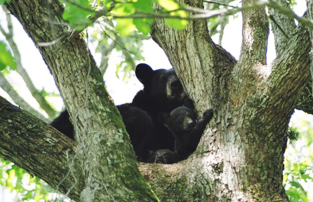 A black bear and two cubs in the fork of a tree