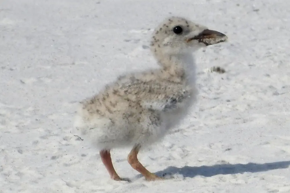 A black skimmer chick crouched on sand