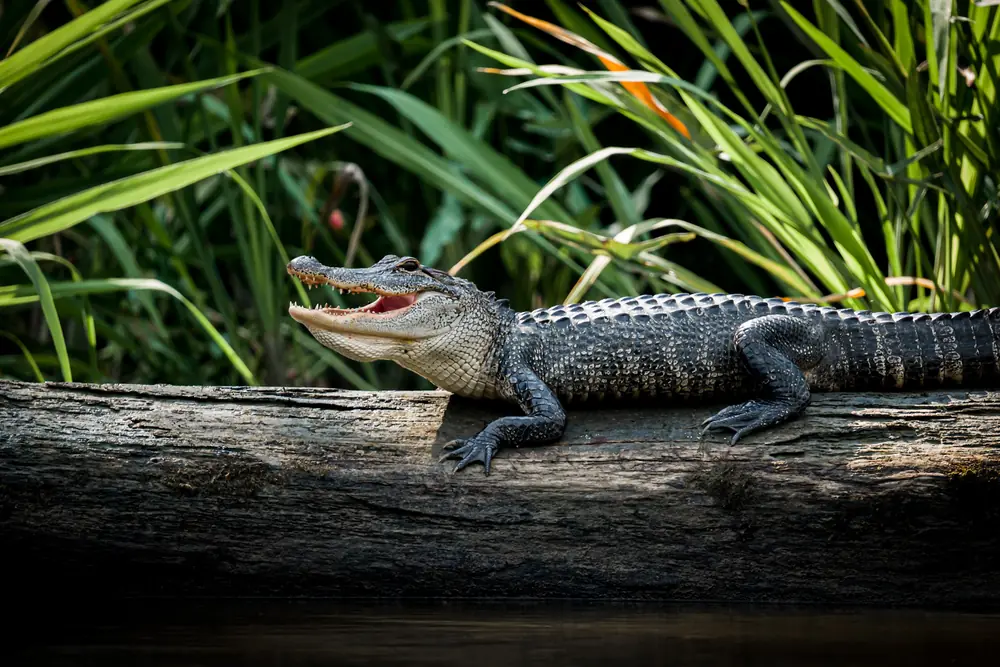 An American alligator floating in dark swamp water among green plants