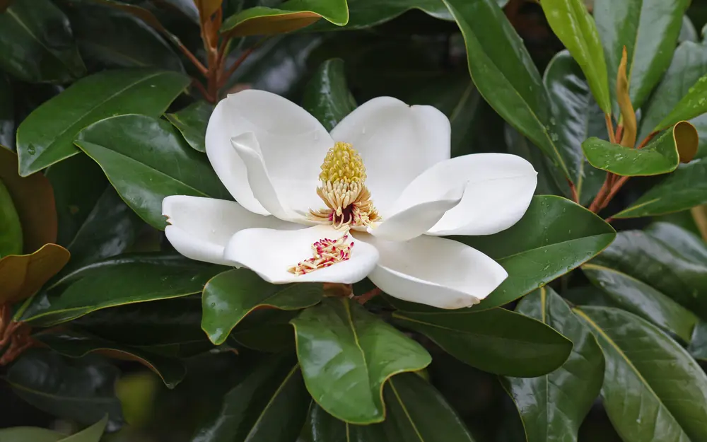 A large white southern magnolia blossom among glossy dark green leaves