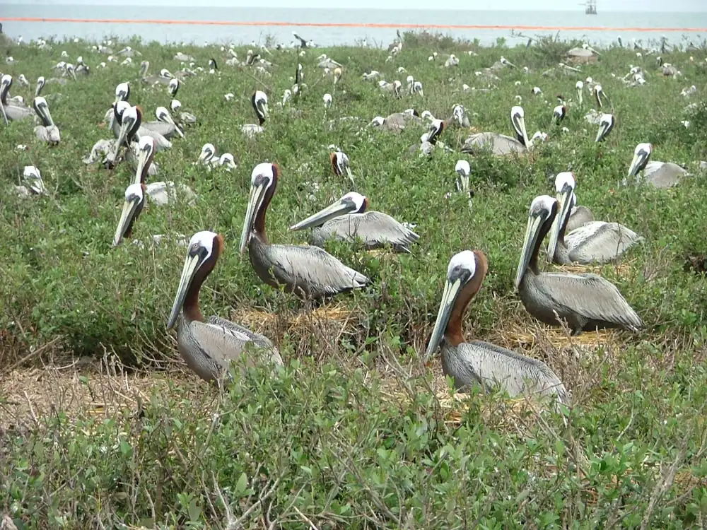 Many brown pelicans stand among low green plants on a nesting island with water behind