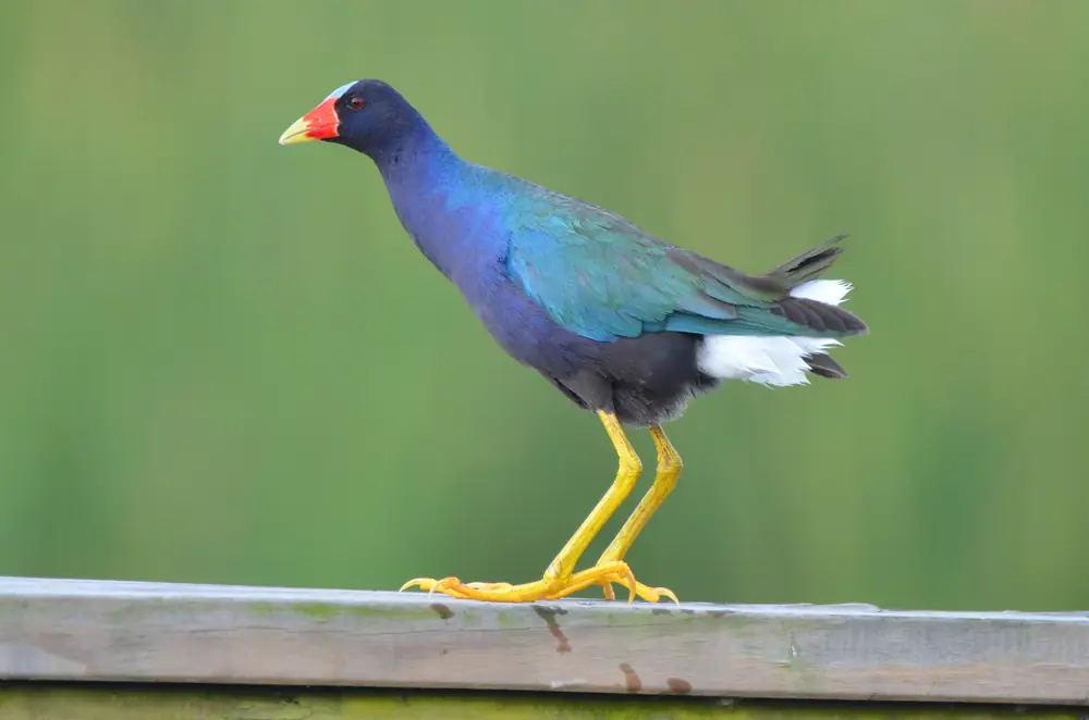 A purple gallinule with bright blue and green feathers walking at the edge of a pond