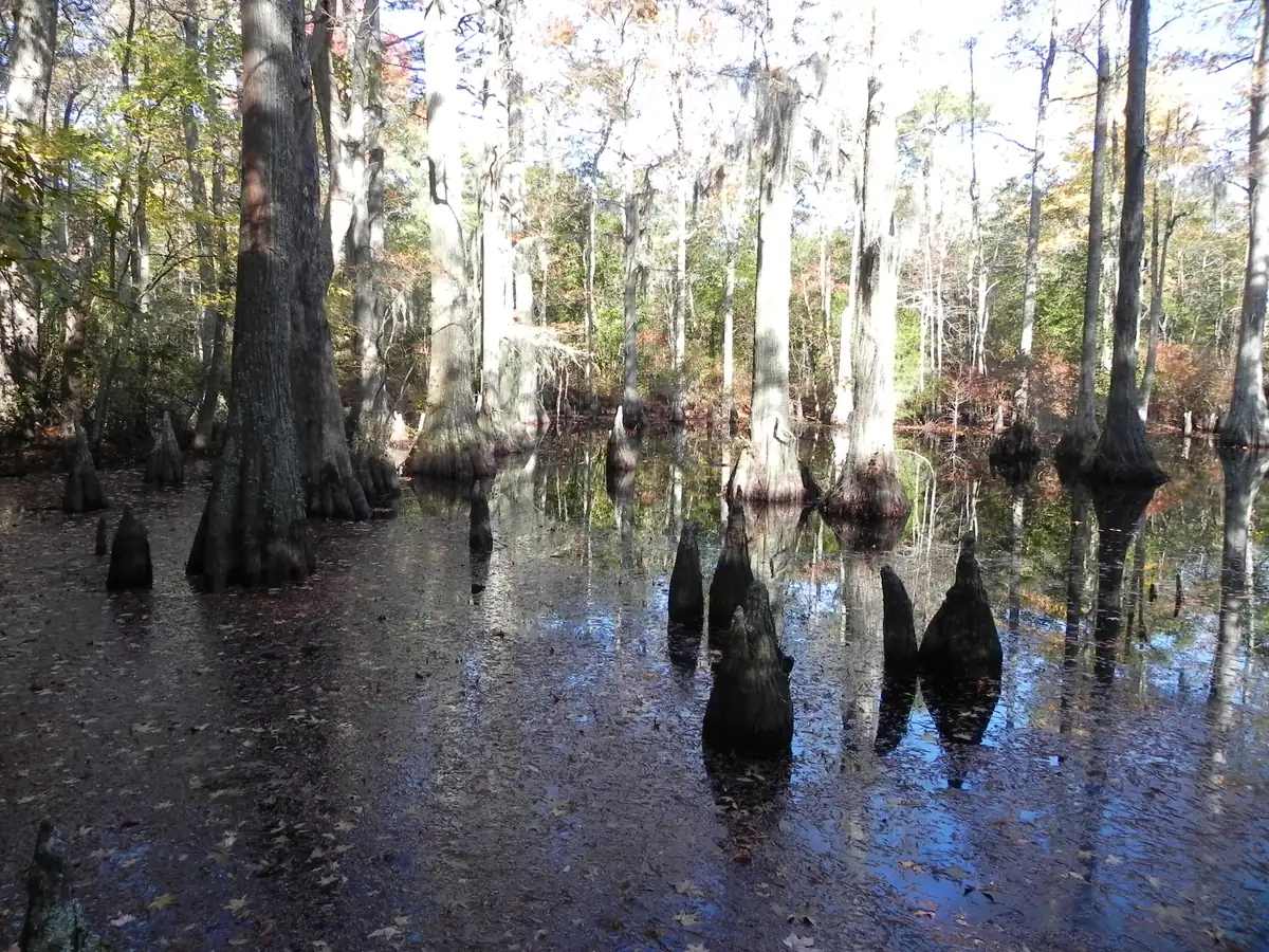 Tall bald cypress trunks and knobby knees rising from dark still water in a swamp, with some autumn color in the canopy.