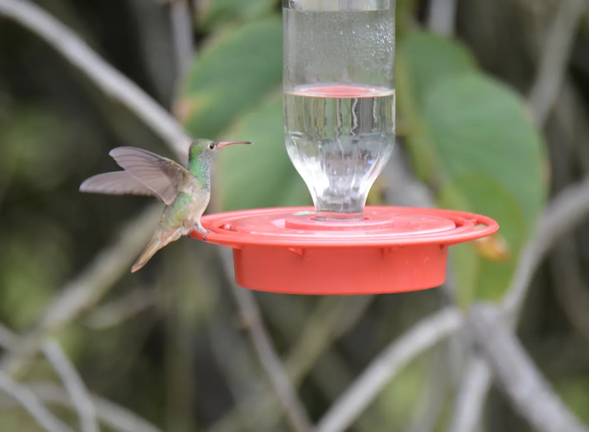 A green hummingbird with a long bill and rusty tail hovering at a red saucer-style sugar-water feeder.