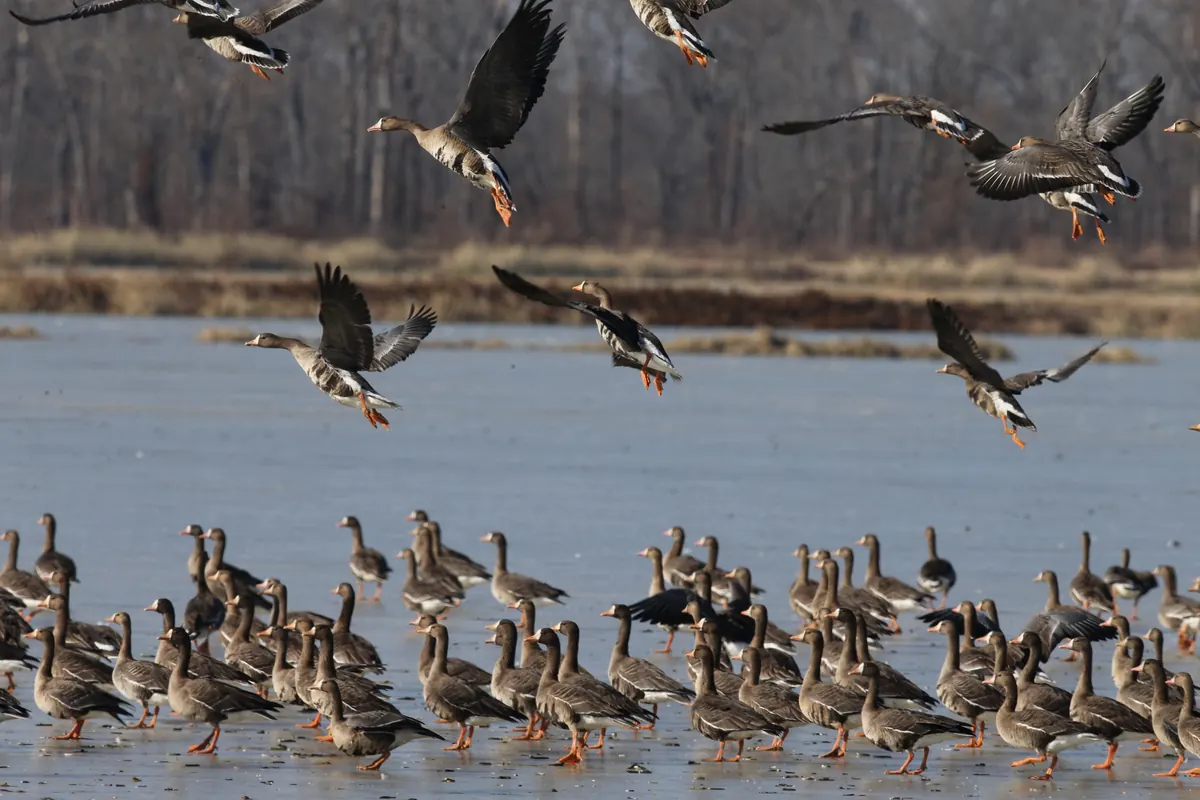A large flock of brown geese standing in shallow water while others land with wings spread, bare winter trees behind.