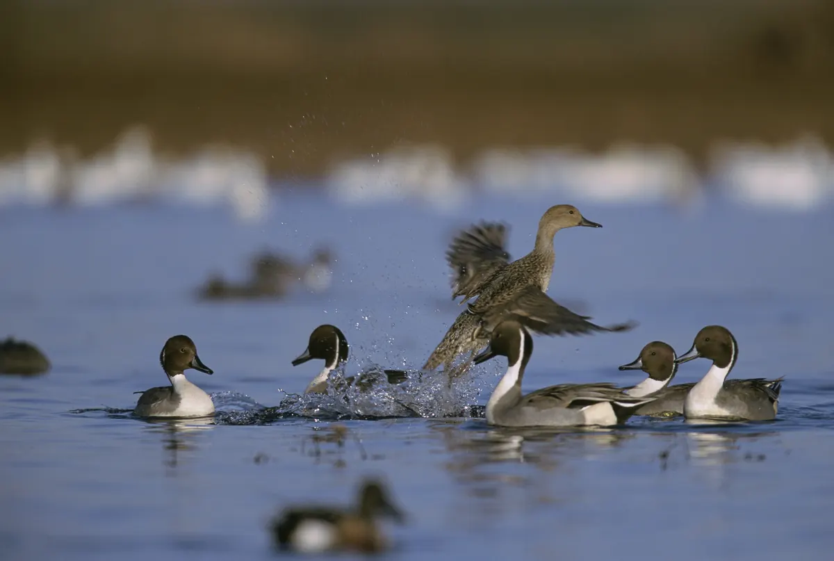 Several northern pintail drakes with brown heads and white neck stripes on blue water, one bird flapping as it lands among them.