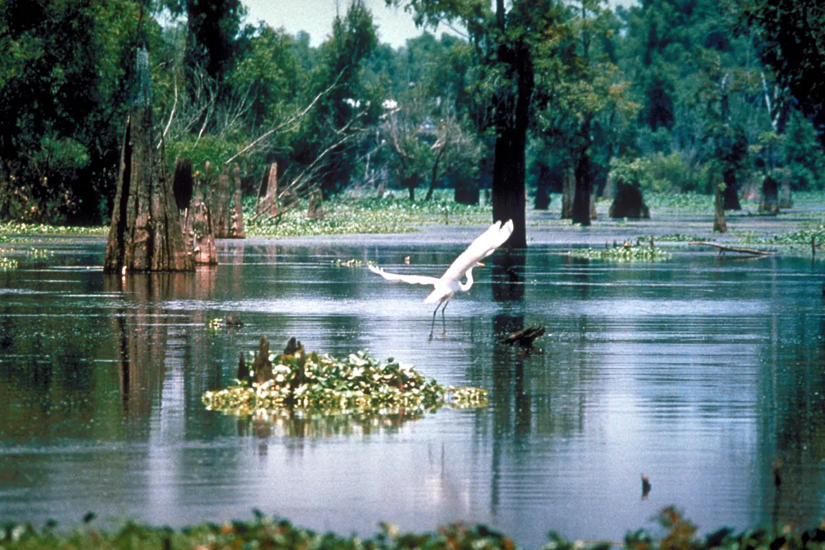A great egret flying low over still swamp water between cypress stumps, floating plants and a wall of green trees.
