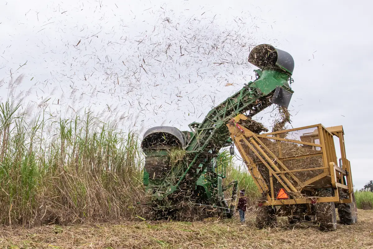 A green cane combine cutting tall sugarcane and throwing a spray of chopped leaves into the air as it loads a yellow wagon.