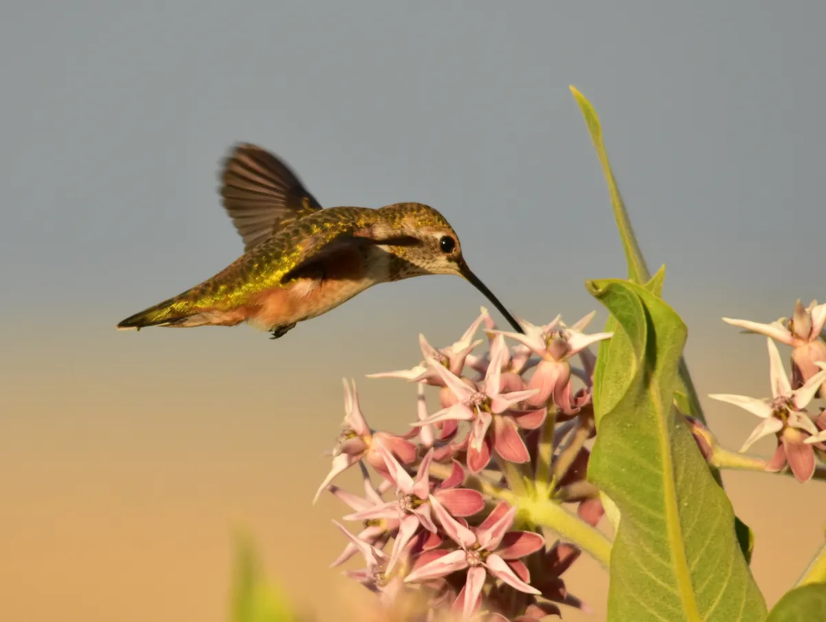 A young rufous hummingbird with green back and rusty flanks hovering to feed at pink milkweed flowers.