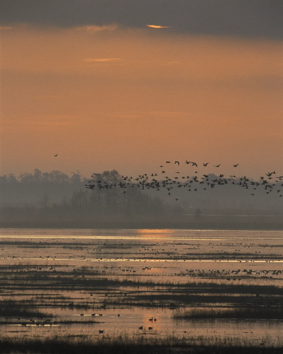 A large flock of waterfowl flying low over a flooded marsh at sunset, with more birds resting on the water.