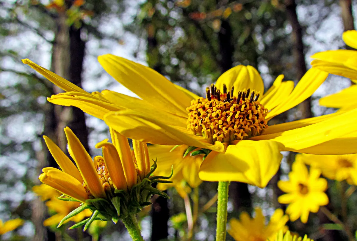 Bright yellow swamp sunflower blooms with dark centers, more flowers and tree trunks blurred behind.