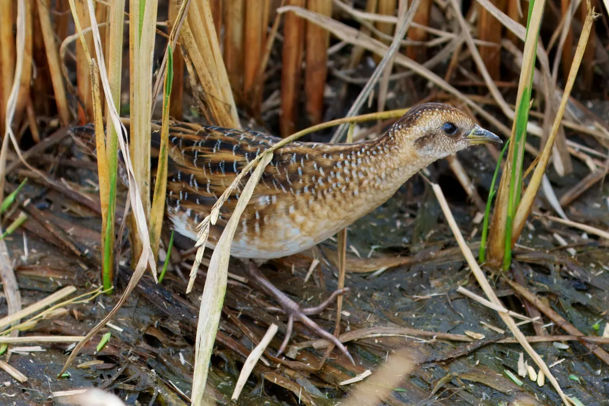 A small buff-and-brown rail with a short yellowish bill and dark-barred back walking through flattened dry grass stems.
