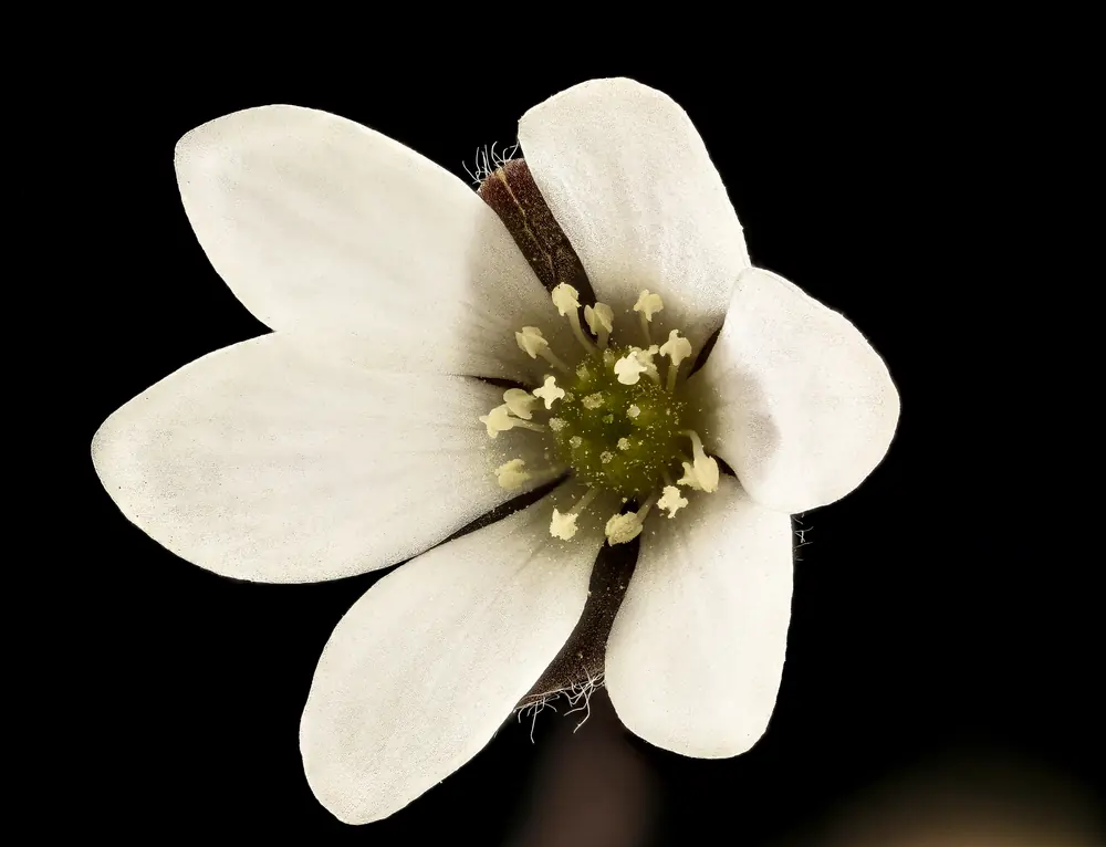 A single white round-lobed hepatica flower with pale stamens and a green center against a dark background.