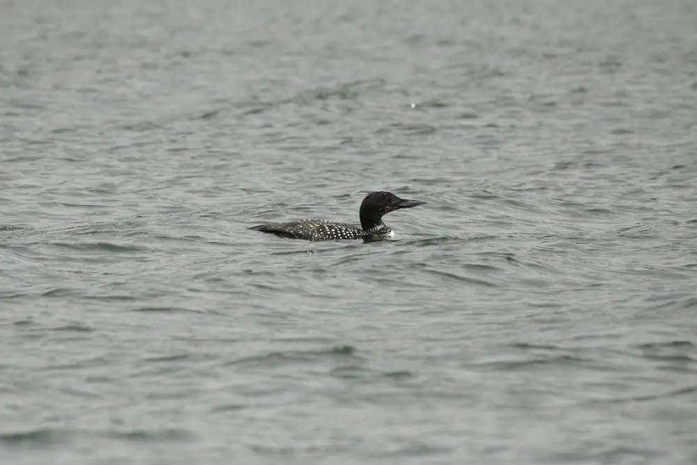 A common loon with a dark head and checkered black-and-white back swims on gray open water