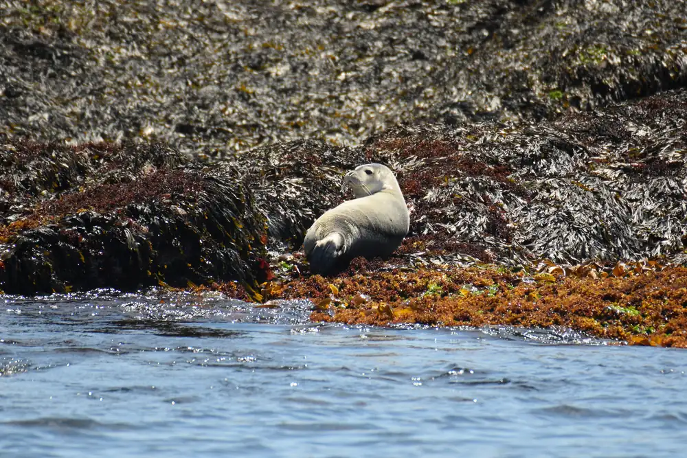 A pale harbor seal pup rests on a rocky shore covered in seaweed with water in the foreground.