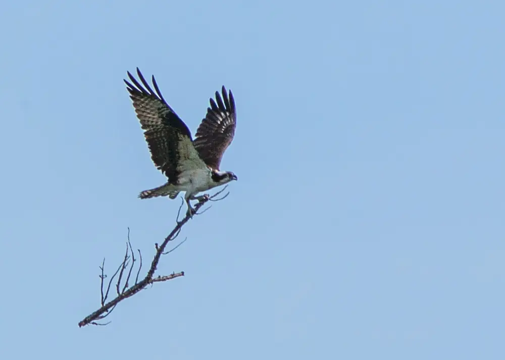 An osprey with spread wings carries a long bare stick through a clear blue sky