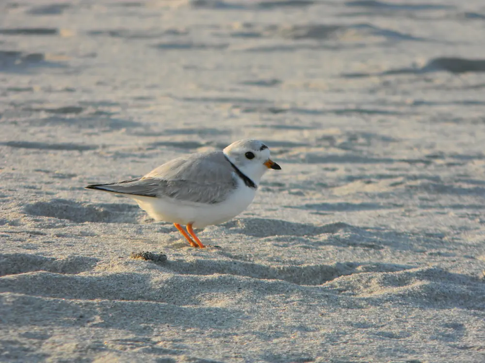 A small pale piping plover with a black neck band and orange legs stands on fine sand.