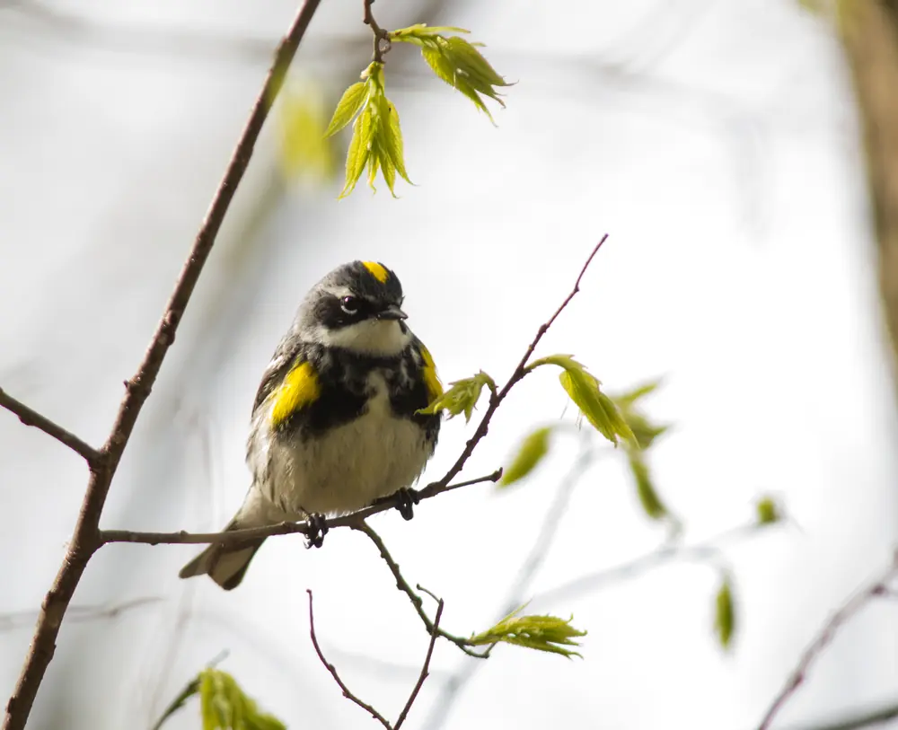 A yellow-rumped warbler with a yellow crown patch and yellow shoulder perches on a twig among opening spring leaves.