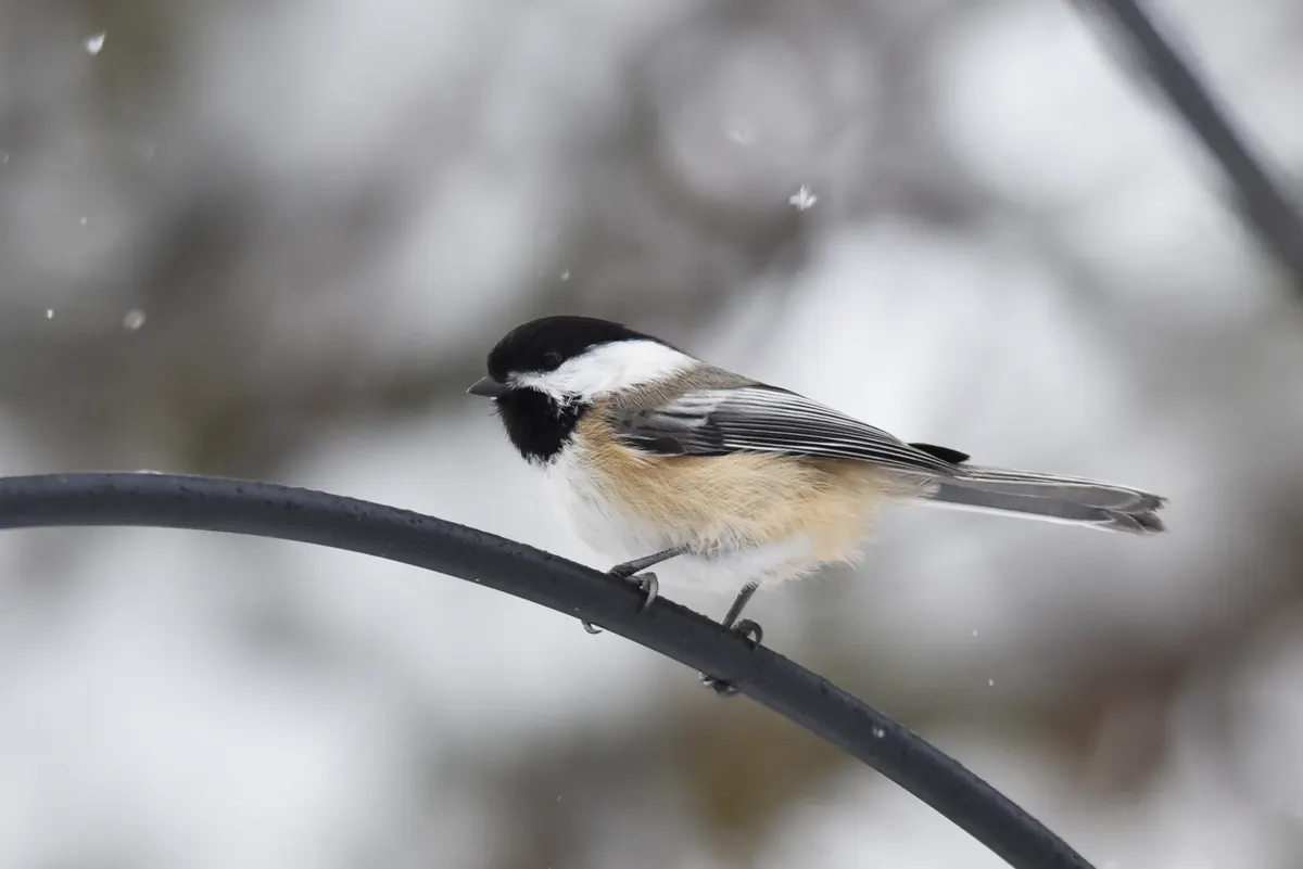 A black-capped chickadee with a black cap and bib, white cheeks and buff sides perched on a curved metal rod as snowflakes fall.