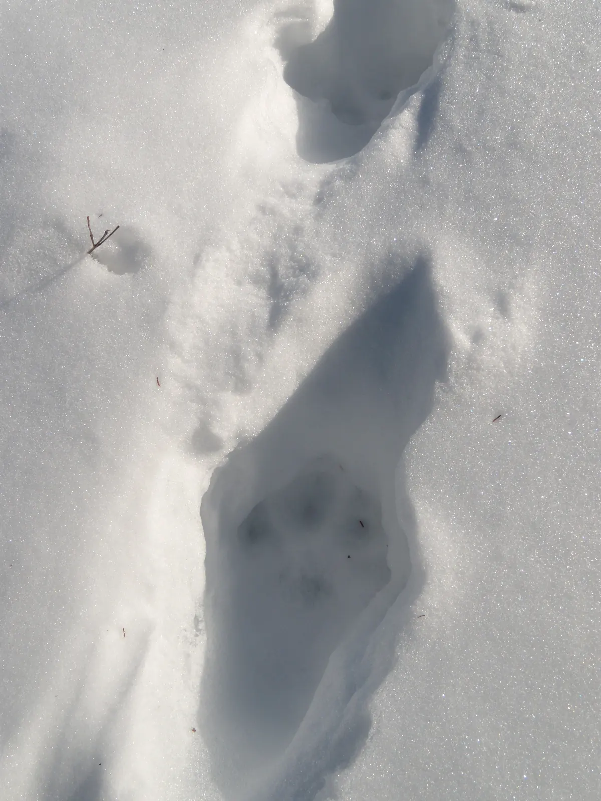Large, round paw prints sunk into soft, sunlit snow, one print in the foreground and another beyond it.