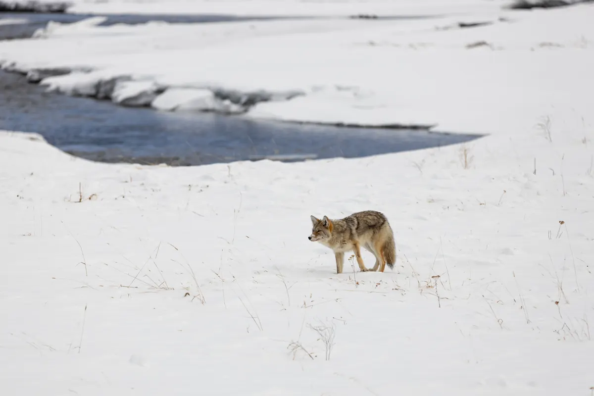 A coyote with a thick winter coat stands alert in deep snow.