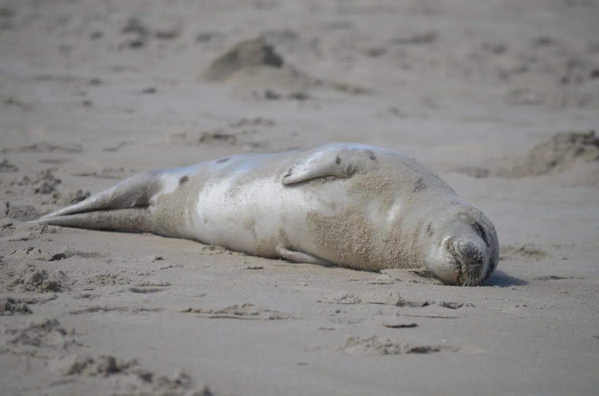 A young harp seal with a pale, lightly spotted coat lies asleep on a sandy beach, its fur dusted with sand.