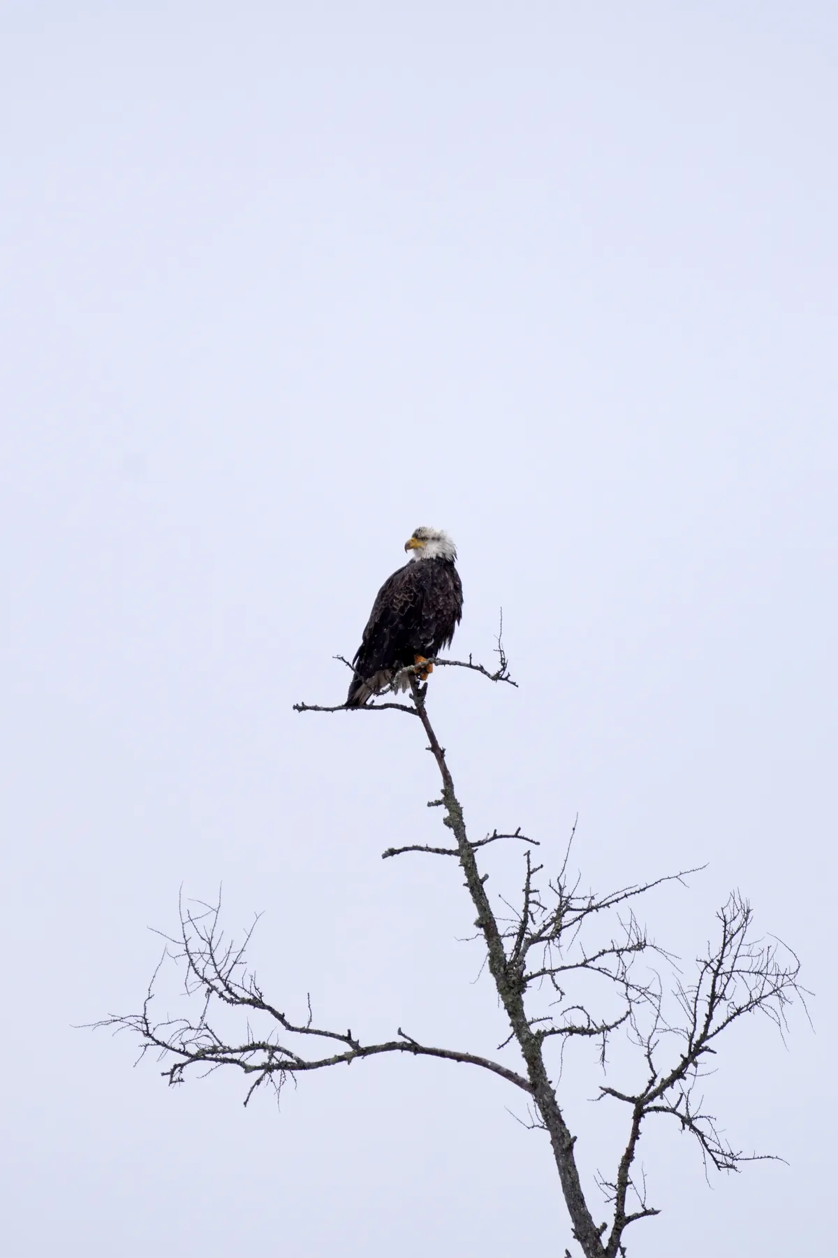 An adult bald eagle with a white head perched at the top of a bare, leafless tree against a pale winter sky.