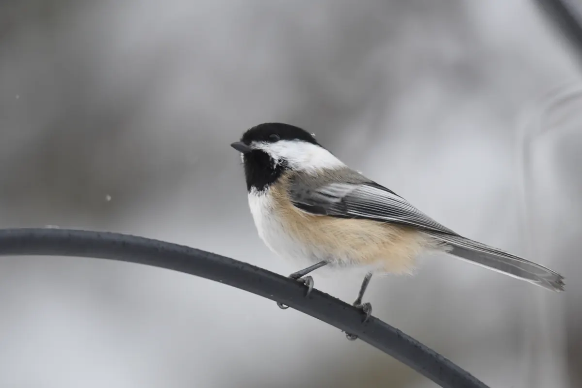 A black-capped chickadee with a black cap and bib, white cheeks and buff sides perched on a curved metal feeder hook while snow falls.